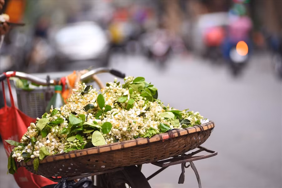 Không rực rỡ như những loài hoa khác, hoa bưởi mang trong mình màu trắng tinh khôi, nhẹ nhàng cùng mùi hương làm say đắm lòng người.