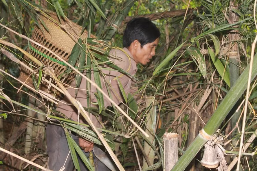Băng rừng hái măng.