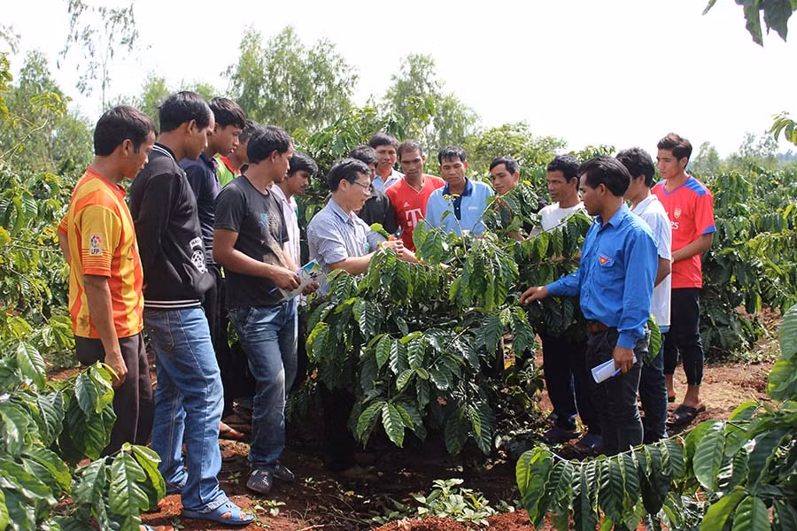 Tập huấn kỹ thuật tại vườn cà phê. Ảnh: N.D