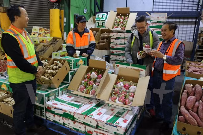  Các khách hàng lựa chọn thanh long của Việt Nam tại chợ đầu mối hoa quả Sydney. (Ảnh: Khánh Linh/Vietnam+)