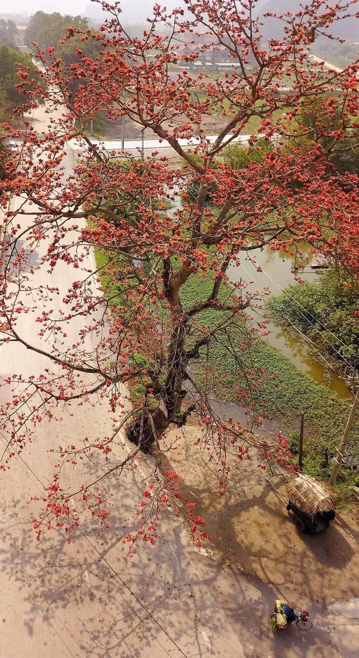 Cây gạo còn có tên gọi khác là mộc miên, hồng miên hay pơ lang, là loài cây ở vùng nhiệt đới với thân cây cao và thẳng, lá rụng vào mùa Đông. (Ảnh: Minh Đức/TTXVN)