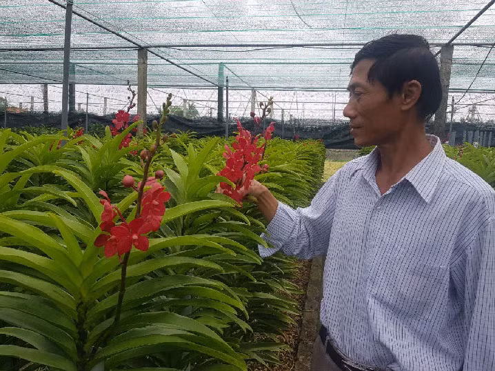  Mô hình trồng lan Mokara của ông Giao đang phát triển tốt, đem lại giá trị kinh tế cao.