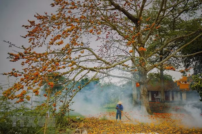 Cây gạo còn có tên gọi khác là mộc miên, hồng miên hay pơ lang, là loài cây ở vùng nhiệt đới với thân cây cao và thẳng, lá rụng vào mùa Đông. (Ảnh: Minh Đức/TTXVN)