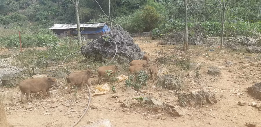  Sau khi ăn xong, đám lợn rừng lại lên núi lùng sục, chơi bời....