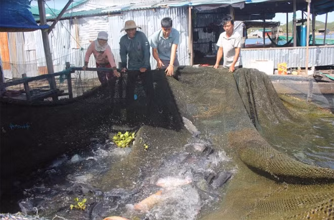 Người dân làng chài nuôi cá lồng trong lòng hồ thủy điện Sê San.