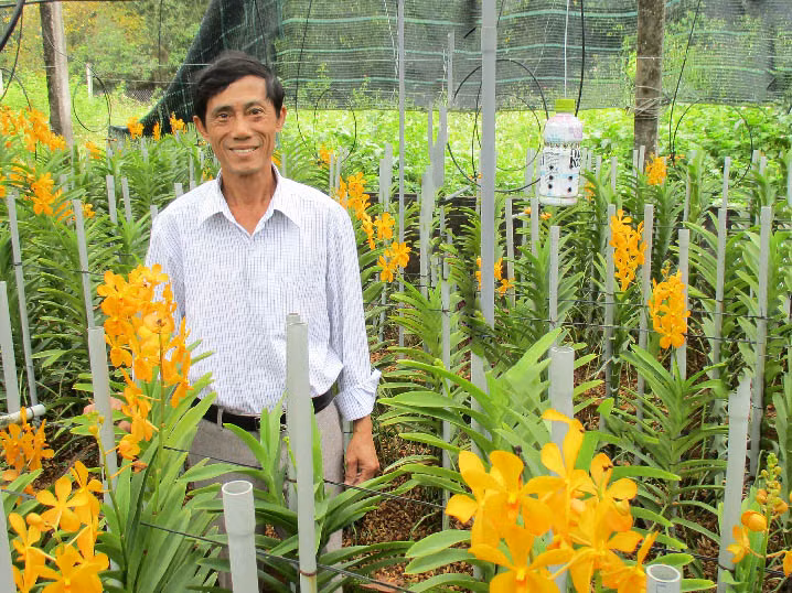 Nhờ trồng hoa lan Mokara mà ông Hồ Ngọc Giao (62 tuổi) ở thôn Nhơn Thọ 1, xã Hòa Phước, huyện Hòa Vang, TP.Đà Nẵng đút túi 300 triệu đồng/năm.