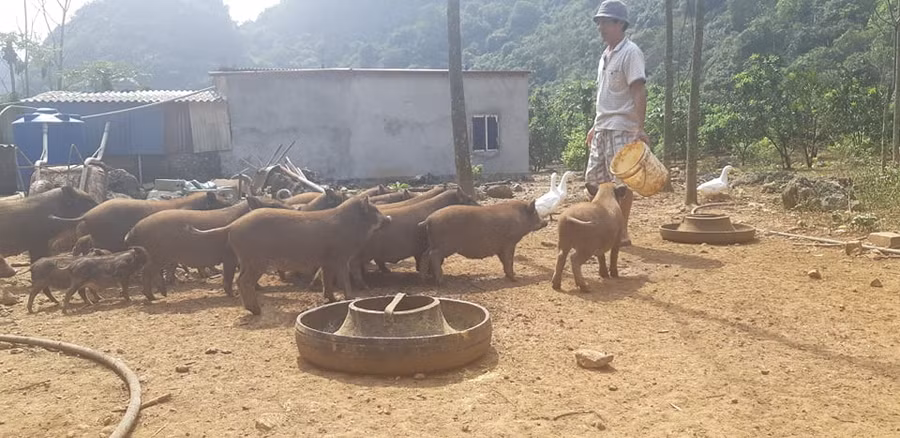 Mỗi năm ông Trường thu lãi cả trăm triệu đồng từ đàn lợn rừng thả rông trên núi. 