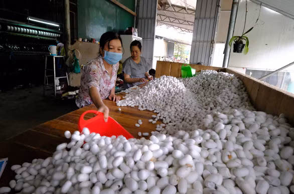 Thiếu trứng tằm giống, quy trình nuôi tằm, ươm tơ, dệt lụa tại Lâm Đồng bị đình trệ - Ảnh: M.VINH