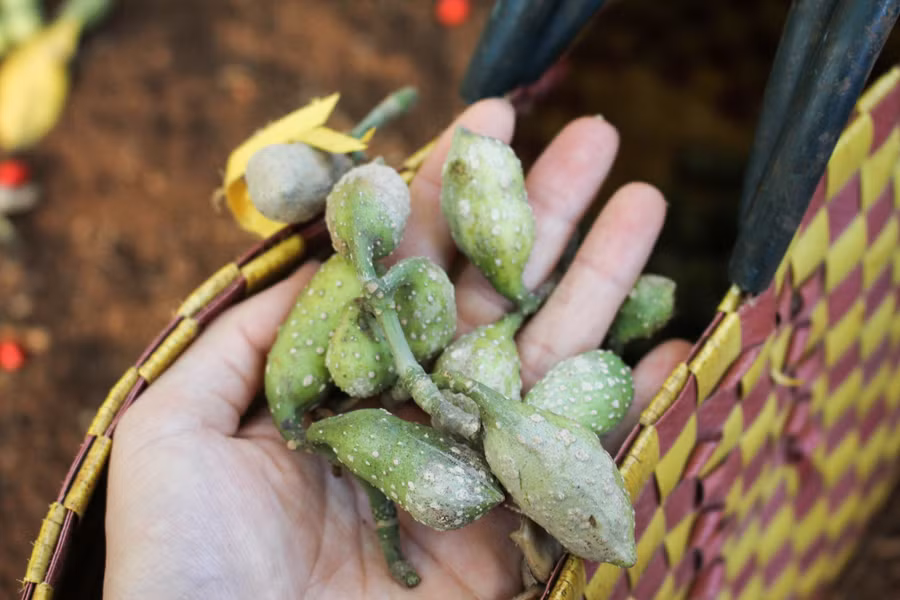 Quả Dổi xanh. Ảnh: PL