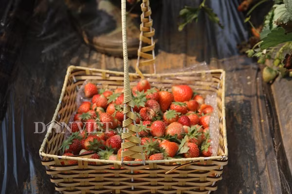 1 kg dâu tây được anh Tài bán tại vườn với giá 300.000 đồng.