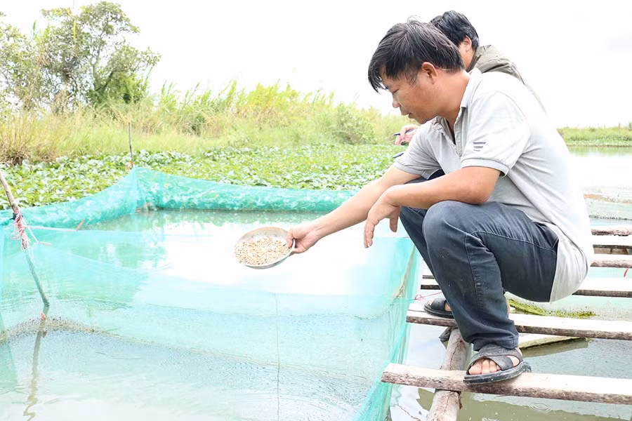  Mô hình nuôi cá lóc tại huyện Phú Thiện. Ảnh: Lê Nam