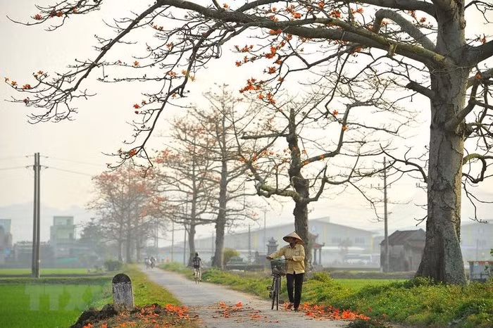 Mùa hoa gạo gắn liền với tháng ba. Hoa gạo nở là lúc những đợt rét cuối cùng của mùa Đông sắp qua, mùa Hè sắp đến. (Ảnh: Minh Đức/TTXVN)