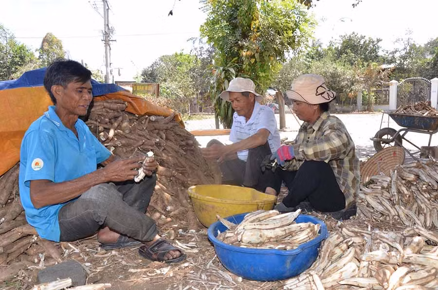  Bí thư chi bộ Ksor Jan (bìa trái) nắm bắt tình hình thu hoạch mì của dân làng. Ảnh: Đ.P
