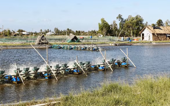 Nuôi tôm quảng canh và công nghiệp đã giúp dân Hòa Minh không sợ mặn - Ảnh: C.CÔNG