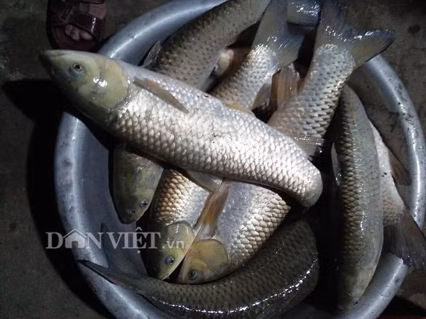 Đến vụ thu hoạch cá, nhiều thương lái đến tận ao ông Địa thu mua với giá cao. Vì vậy đầu ra cho sản phẩm cá của gia đình ông tương đối ổn định.