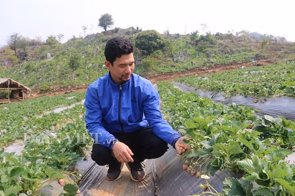 Sau khi bỏ công việc ở Hà Nội với mức lương 8 triệu đồng/tháng, anh Tài trở về quê nhà trồng dâu tây.