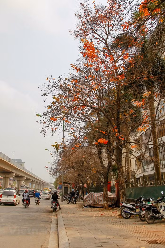 Thủ đô Hà Nội khoác lên mình chiếc áo mới với màu đỏ của lá bàng, màu xanh của chồi non lá sưa, lộc vừng… (Ảnh: Thế Đại/Vietnam+)