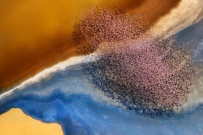  Đàn chim hồng hạc như một chiếc thảm bay qua hồ Natron, Tanzania.