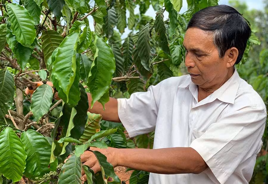  Ông Rơ Châm Ker chăm sóc vườn cà phê của gia đình. Ảnh: H.V