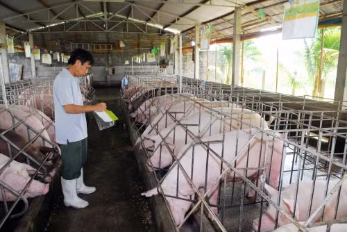 Ứng dụng khoa học kỹ thuật trong chăn nuôi chỉ phát huy được hiệu quả một khi có sự liên kết giữa các mô hình chăn nuôi khác nhau (ảnh internet)