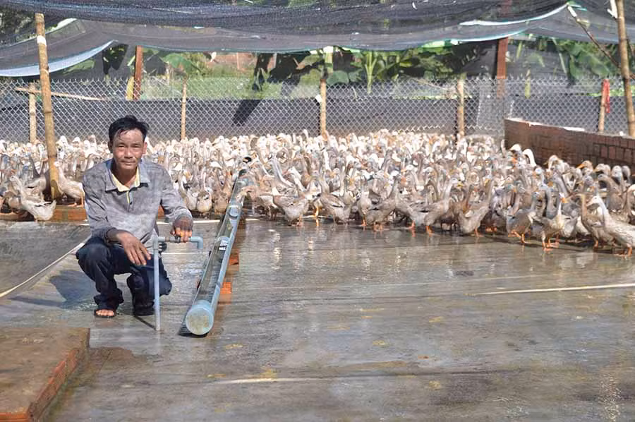  Ông Huỳnh Ngọc Phương bên đàn vịt siêu trứng. Ảnh. Đ.Y