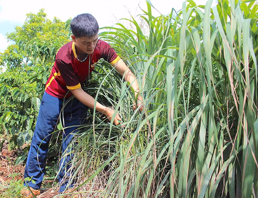 Anh Đào Duy Hiệp thu hoạch lá sả để chiết xuất tinh dầu. Ảnh: H.T