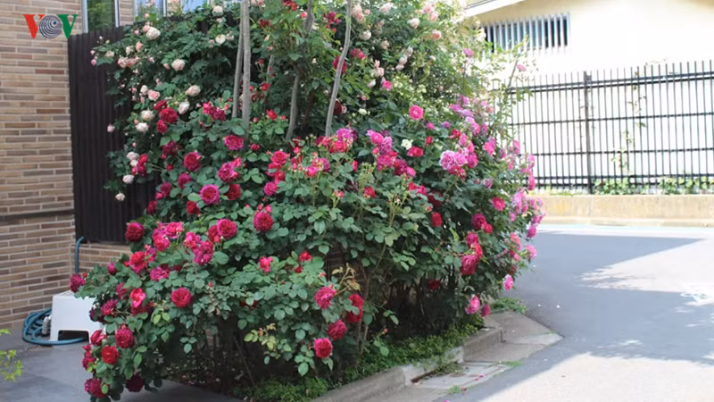  Phổ biến nhất vẫn là những loài hoa hồng kép màu hồng nhạt, hay đỏ rực rỡ.