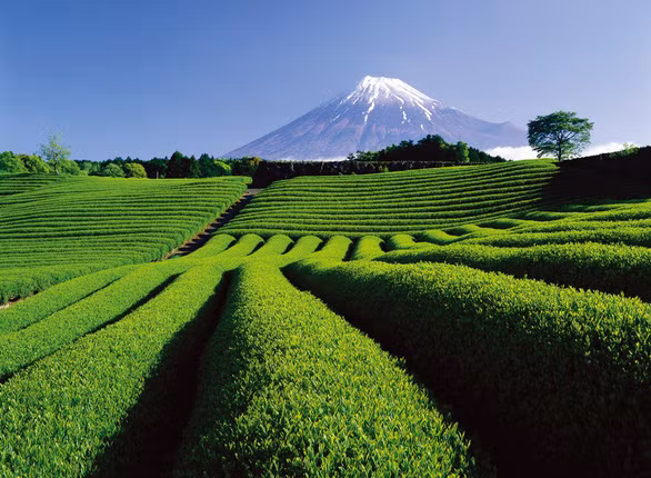 Đồi chè Shizuoka dưới chân núi Phú Sĩ - Ảnh: Namiki Trails