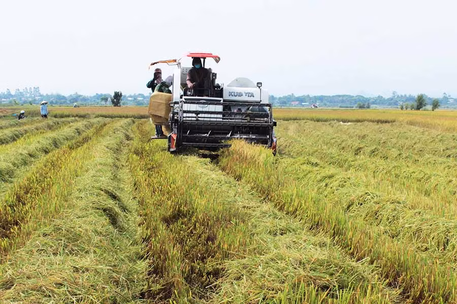 Phát triển những vùng sản xuất lúa chất lượng cao theo mô hình cánh đồng lớn là một nhiệm vụ trong tái cơ cấu ngành nông nghiệp. Ảnh: internet