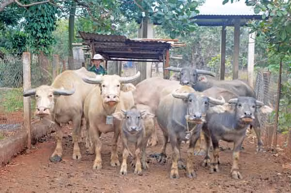 Ông Kpuih Pốc (làng Beng, xã Ia Chía, huyện Ia Grai) lùa đàn trâu ra khỏi chuồng để bắt đầu hành trình chăn thả. Ảnh: Phương Dung