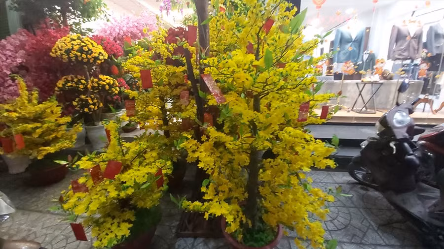 Hoa mai và đào được nhiều khách hàng lựa chọn nhất. Ảnh: Huân Cao
