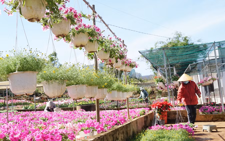  Hàng ngàn chậu hoa tiểu cảnh của gia đình bà Đinh Thị Ánh Tuyết (đường Tôn Thất Tùng, TP. Pleiku) rơi vào cảnh ế ẩm. Ảnh: Lam Nguyên