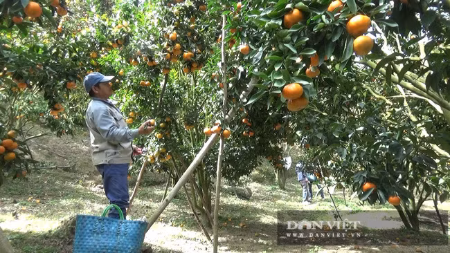 Ông Đỗ Trọng thu hoạch những chùm quýt đầu tiên cho thương lái đặt mua.