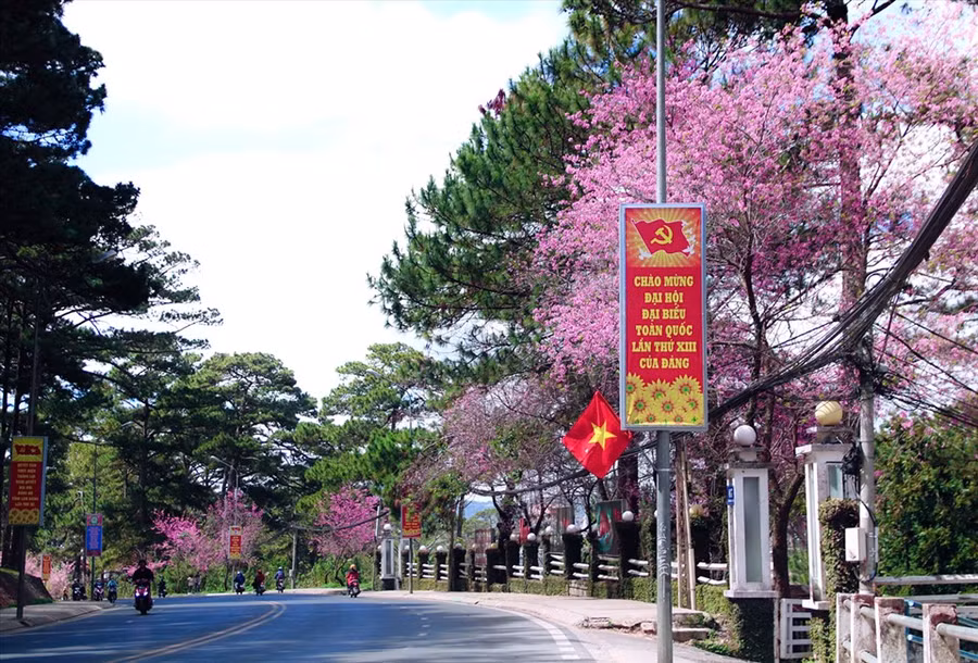 Hoa anh đào nhuộm hồng phố Trần Hưng Đạo thành phố Đà Lạt. 