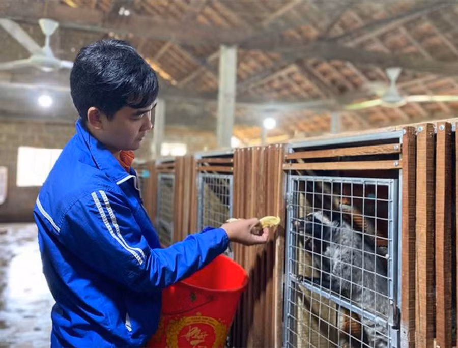 Anh Tài chăm sóc chồn hương - ẢNH: HỒNG PHÚC