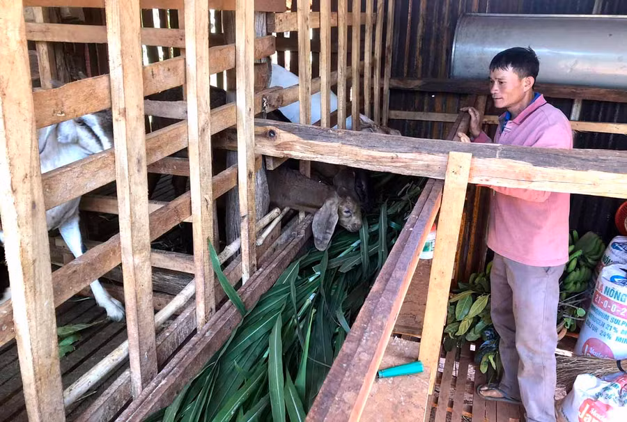 Ông Mai Bá Hậu-thôn Phú Hà, xã Ia Blứ chăm sóc cặp dê sinh sản vừa được xã hỗ trợ. Ảnh: Lê Nam