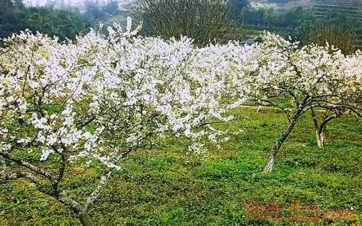 Sắc trắng tinh khôi hoa mận Tam Hoa.