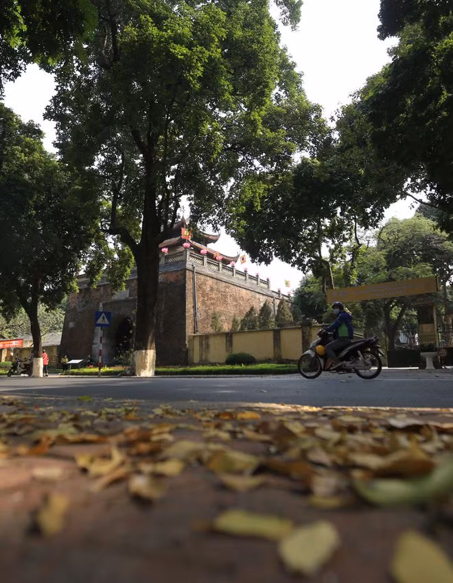 Hàng cây thay lá trước Hoàng thành Thăng Long