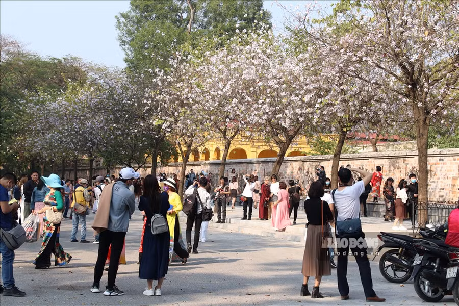  Năm nay thời tiết ấm áp, hoa ban nở sớm, rất nhiều người đến để chiêm ngưỡng vẻ đẹp của hoa ban đối diện khu vực Đài tưởng niệm Bắc Sơn.