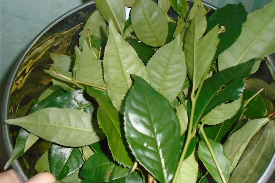 Trà xanh có tác dụng rất tốt trong việc tăng cường sinh lực cho phái mạnh. Ảnh LĐO