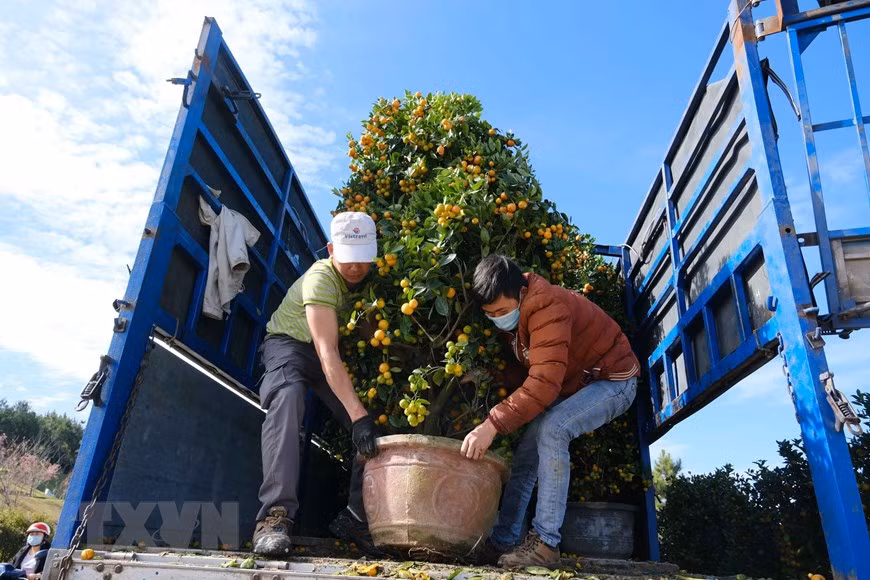 Người dân vận chuyển Quất để trưng bán.(Ảnh: Đặng Tuấn/TTXVN)