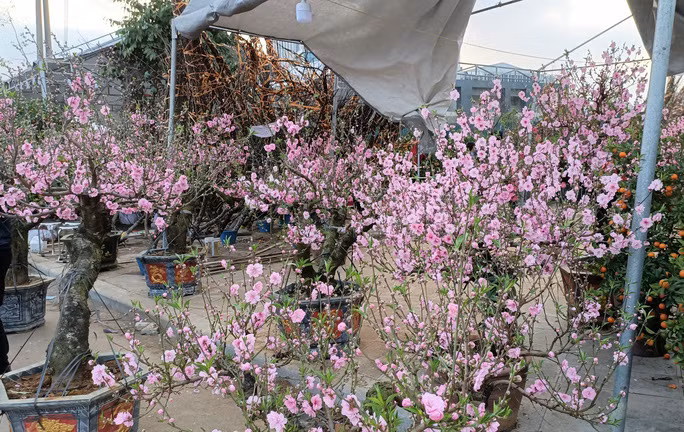 Gian hàng bày bán loài hoa 