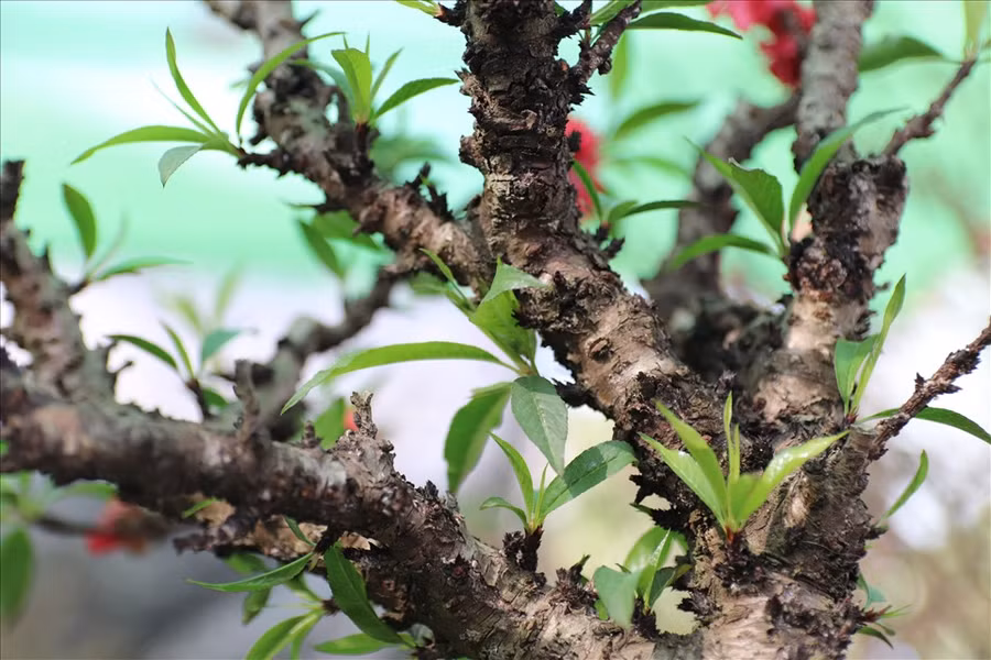 Gốc và thân đào thất thốn mang vẻ đẹp cổ kính được nhiều người trong giới chơi cây yêu thích.
