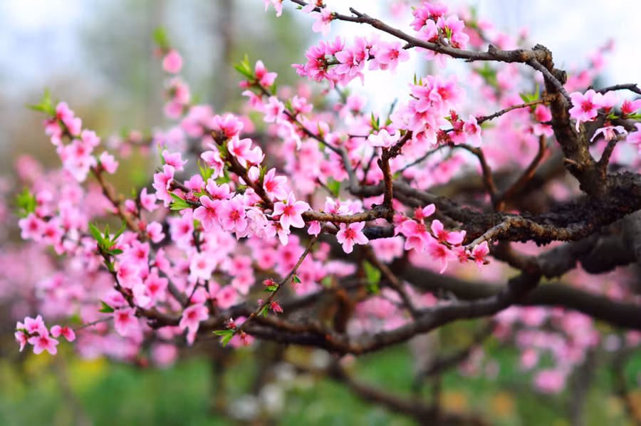 Hoa đào với sức sống mãnh liệt, tượng trưng cho sự trường tồn, sự sinh sôi nảy nở. (Ảnh minh họa)