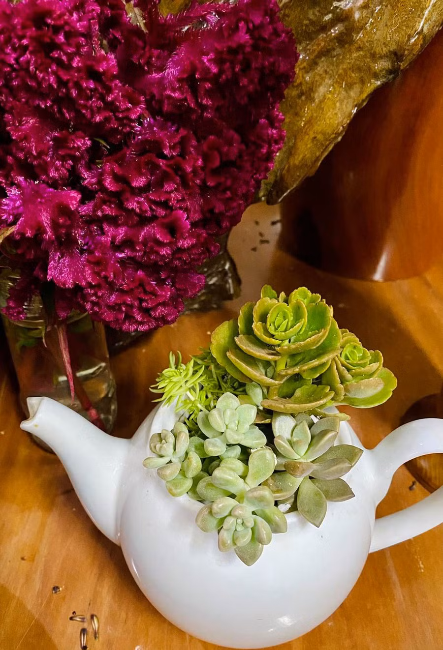  Tận dụng chiếc ấm sứt vòi cũng được một nơi trồng sen đá - Ảnh Nàng Mây