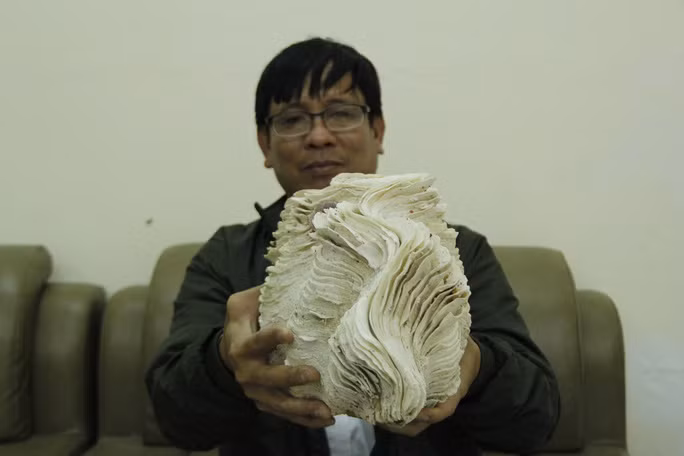 NST Phan Thanh Toại cùng một loại vỏ ốc hàng trăm năm tuổi