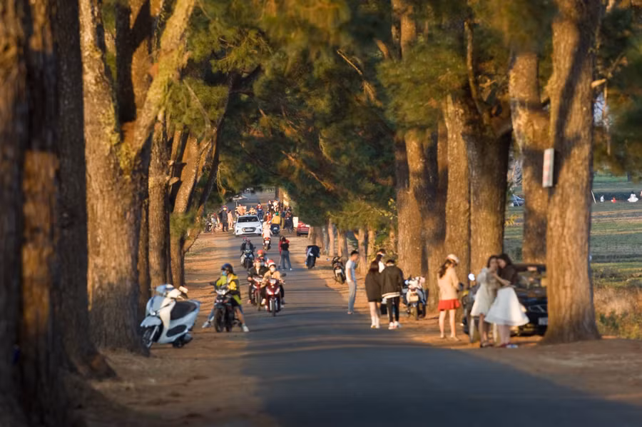 Đến Gia Lai mùa này, du khách không thể không ghé thăm hàng thông cổ thụ ở xã Nghĩa Hưng, huyện Chư Pah: Ảnh: Huy Tịnh