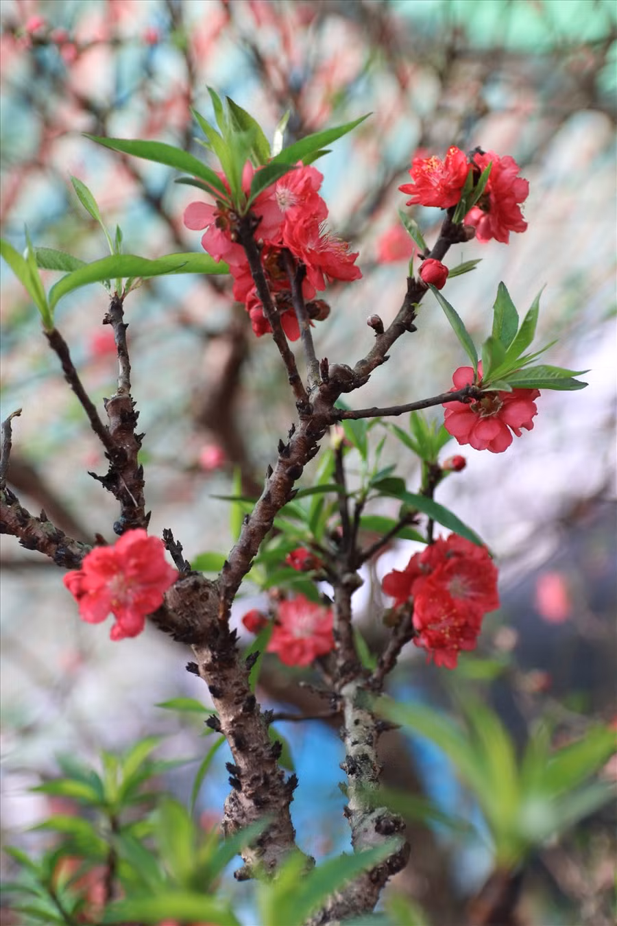 Không giống với đào rừng, đào bích hay đào phai, đào thất thốn phát triển chậm, gốc và thân xù xì, hoa khi nở có màu đỏ sẫm vô cùng bắt mắt.