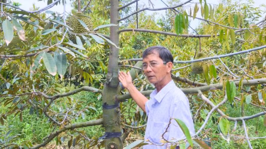 Ông Nguyễn Công Thành giới thiệu cây sầu riêng Musang King đã cho trái chỉ sau 18 tháng nhờ ghép các bo sầu riêng Musang King lên cây sầu riêng Ri 6 đã được khoảng 2 năm tuổi. Ảnh: Hồng Thủy.