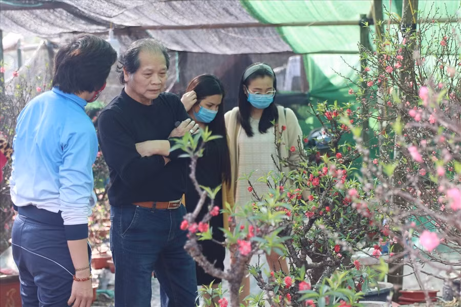 Chị Giang- người bán đào thất thốn ở chợ hoa xuân trên đường Lạc Long Quân (Tây Hồ, Hà Nội) cho biết: Năm nay, trời rét kéo dài nên đào thất thốn được mùa. Cánh hoa nở có màu đỏ tươi. Các cây đều trổ nhiều lộc và rất nhiều nụ.